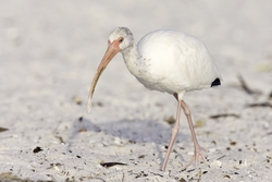 White Ibis