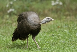 Wild Turkey