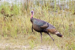 Wild Turkey