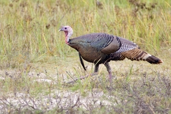 Wild Turkey