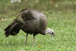 Wild Turkey
