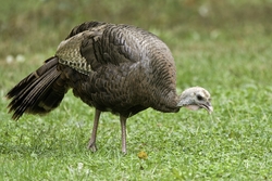 Wild Turkey