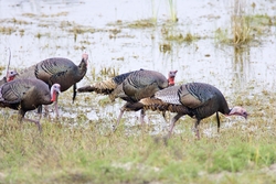 Wild Turkey