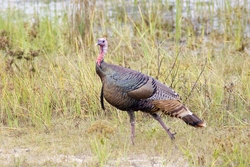 Wild Turkey