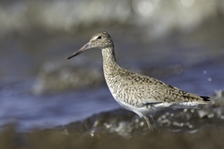 Willet
