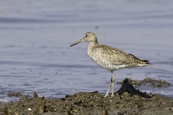 Willet