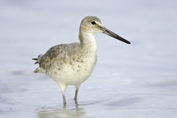 Willet
