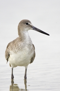 Willet