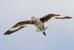 Willet