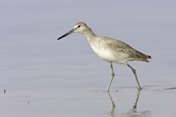 Willet