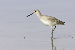 Willet