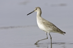Willet