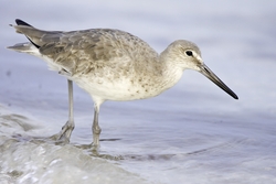 Willet
