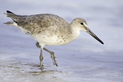 Willet