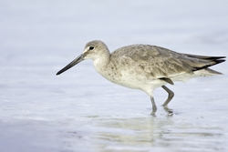 Willet