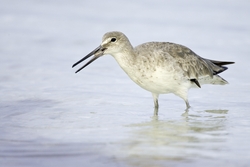 Willet