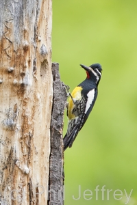 Williamson's Sapsucker