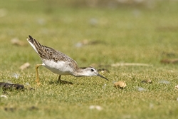 Wilson's Phalarope