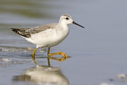 Wilson's Phalarope