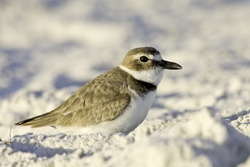 Wilson's Plover