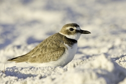 Wilson's Plover