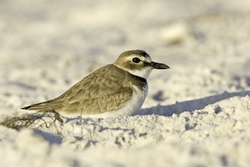 Wilson's Plover