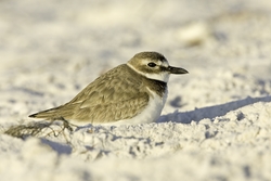 Wilson's Plover