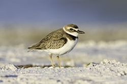 Wilson's Plover