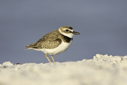 Wilson's Plover