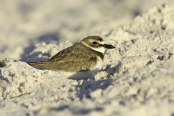 Wilson's Plover