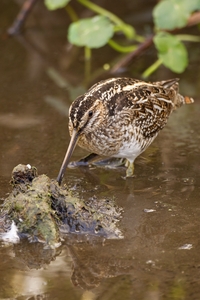 Wilson's Snipe