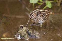 Wilson's Snipe