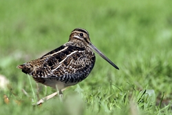 Wilson's Snipe