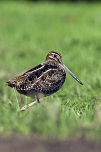 Wilson's Snipe