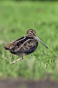 Wilson's Snipe