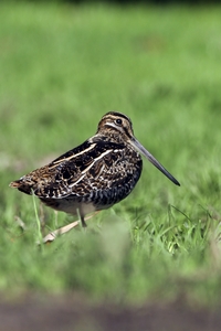 Wilson's Snipe