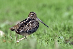 Wilson's Snipe