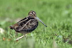 Wilson's Snipe