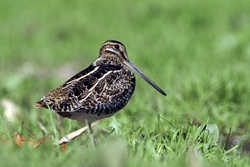 Wilson's Snipe