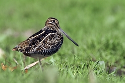 Wilson's Snipe