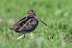 Wilson's Snipe