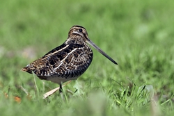 Wilson's Snipe
