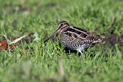 Wilson's Snipe