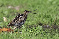 Wilson's Snipe