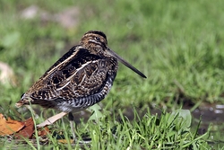 Wilson's Snipe