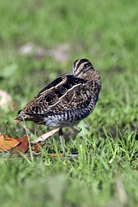 Wilson's Snipe
