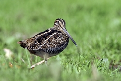 Wilson's Snipe