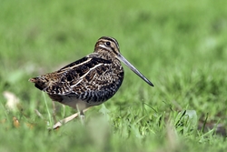 Wilson's Snipe