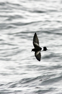 Wilson's Storm-Petrel