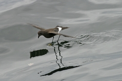 Wilson's Storm-Petrel